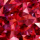 Red Zirconia Studded